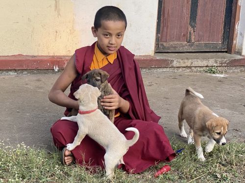 Rinpoché supervise la construction de l'abri pour nos chiens rescapés