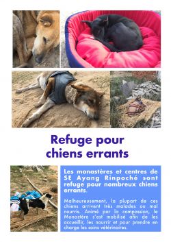 Refuge pour les chiens errants
