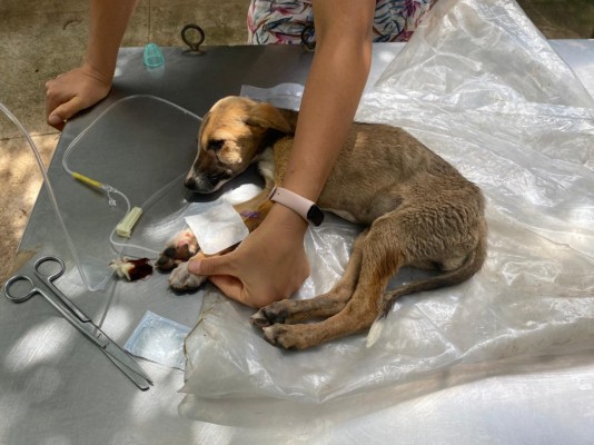 Un refuge pour les chiens abandonn&eacute;s aux portes du monast&egrave;re 