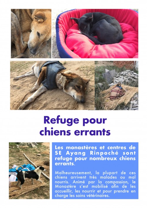Refuge pour les chiens errants